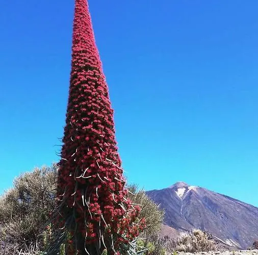 Finca San Agustin فندق